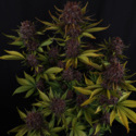 Purple Lemonade Samonakvétací (FastBuds) feminizovaná