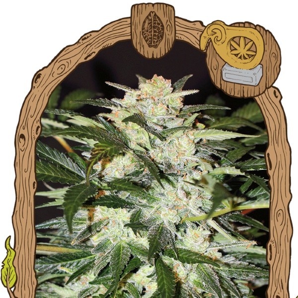 Monster Mash (Exotic Seed) feminizovaná