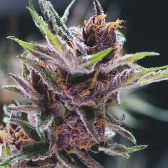 Black Cherry Punch (Pyramid Seeds) feminizovan&aacute;