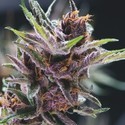Black Cherry Punch (Pyramid Seeds) feminizovaná