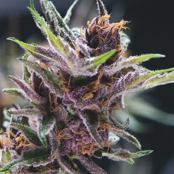 Black Cherry Punch (Pyramid Seeds) feminizovaná