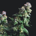 Purple Urkle (Pyramid Seeds) feminizovaná