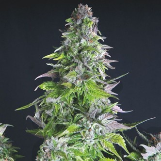 Romulan (Pyramid Seeds) feminizovan&aacute;
