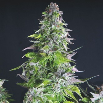 Romulan (Pyramid Seeds) feminizovan&aacute;