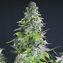 Romulan (Pyramid Seeds) feminizovaná
