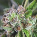 Watermelon Zkittlez (Pyramid Seeds) feminizovaná