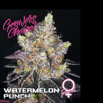 Watermelon Punch (Growers Choice) feminizovan&aacute;