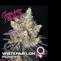 Watermelon Punch (Growers Choice) feminizovaná
