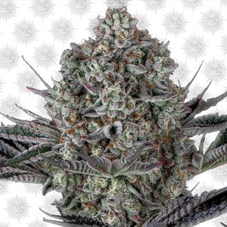 Dos Si Dos 33 (Barney's Farm) feminizovaná