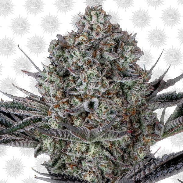 Dos Si Dos 33 (Barney's Farm) feminizovaná