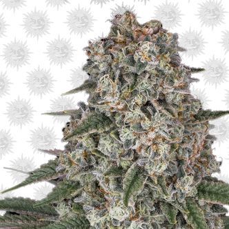 Tropicanna Banana (Barney's Farm) feminizovan&aacute;