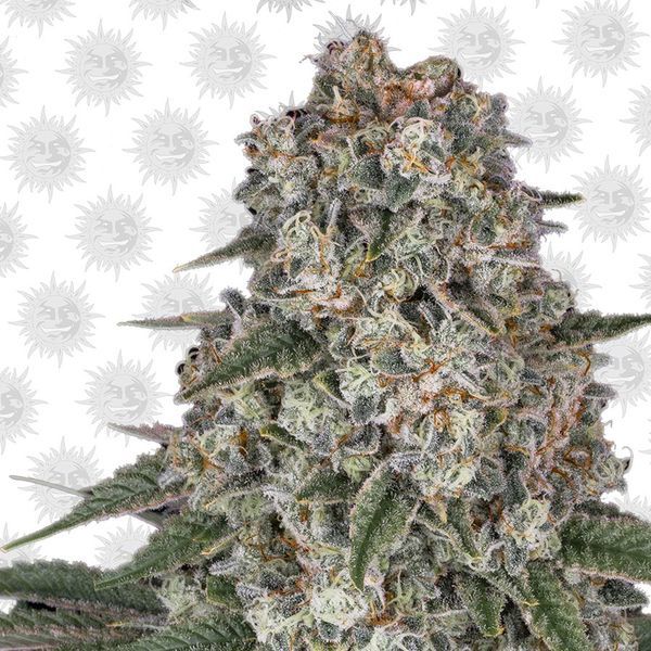 Tropicanna Banana (Barney's Farm) feminizovaná