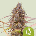 Purple Queen Samonakvétací (Royal Queen Seeds) feminizovaná