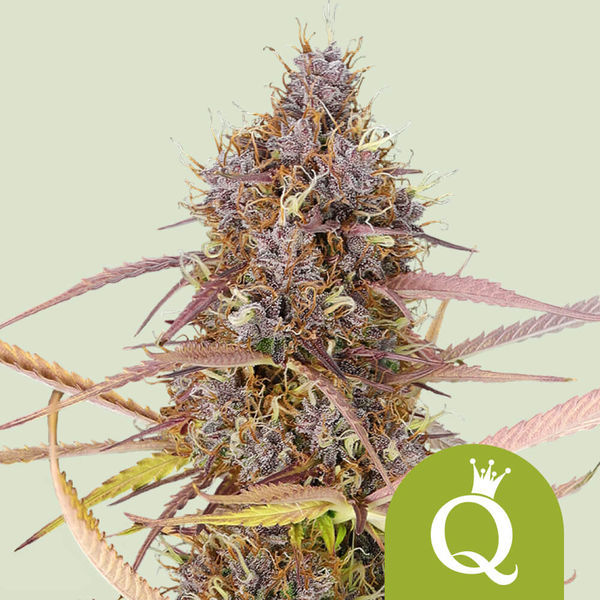 Purple Queen Samonakvétací (Royal Queen Seeds) feminizovaná