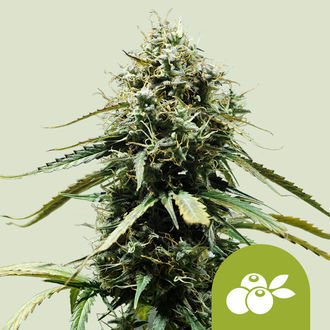 Haze Berry Samonakv&eacute;tac&iacute; (Royal Queen Seeds) feminizovan&aacute;