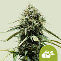 Haze Berry Samonakvétací (Royal Queen Seeds) feminizovaná