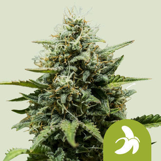 Fat Banana Auto (Royal Queen Seeds) feminizovan&aacute;