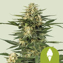 Green Gelato Samonakvétací (Royal Queen Seeds) feminizovaná