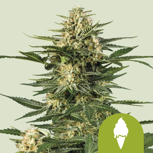 Green Gelato Samonakvétací (Royal Queen Seeds) feminizovaná