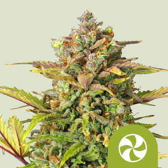 Sweet ZZ Samonakv&eacute;tac&iacute; (Royal Queen Seeds) feminizovan&aacute;