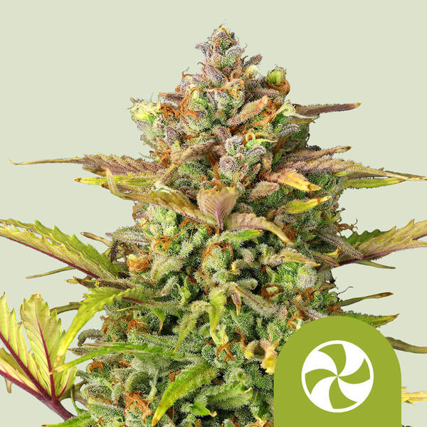 Sweet ZZ Samonakvétací (Royal Queen Seeds) feminizovaná