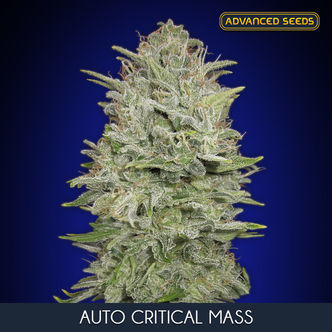 Auto Critical Mass (Advanced Seeds) feminizovan&aacute;