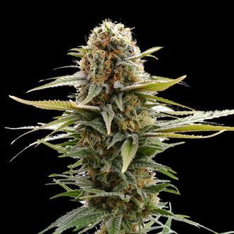 GSC (Kannabia) feminizovan&aacute;