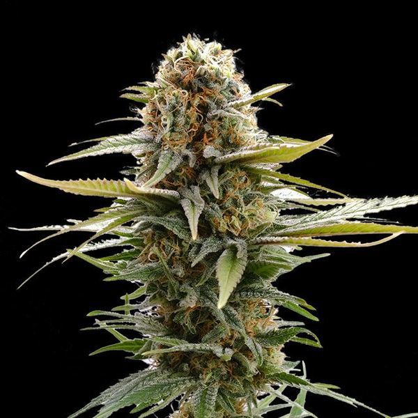 GSC (Kannabia) feminizovaná