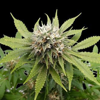 Silver Widow (Kannabia) feminizovan&aacute;