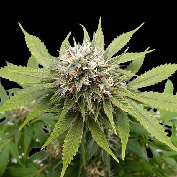 Silver Widow (Kannabia) feminizovaná