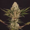 Black ZZ (Exotic Seed x Zamnesia) feminizovaná