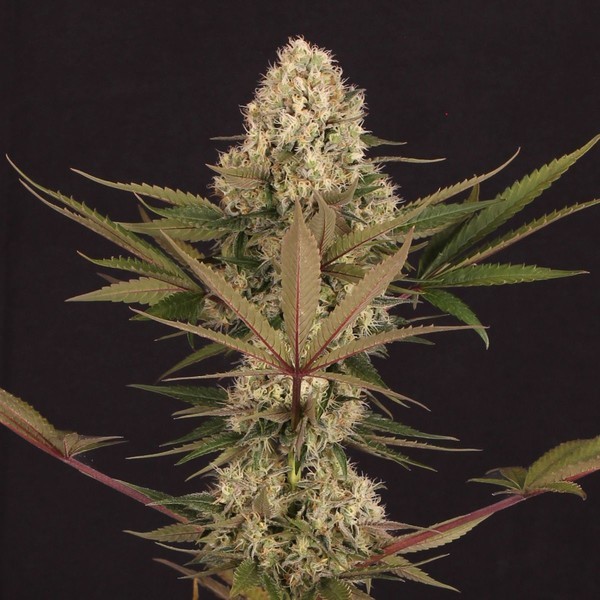 Black ZZ (Exotic Seed x Zamnesia) feminizovaná