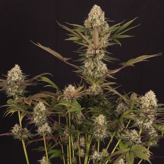 Black ZZ (Exotic Seed x Zamnesia) feminizovaná