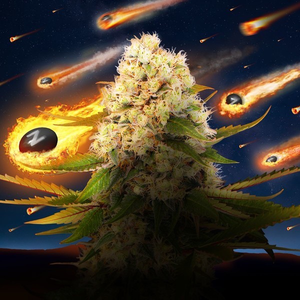 Black ZZ (Exotic Seed x Zamnesia) feminizovaná