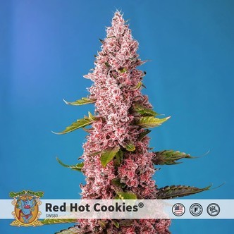 Red Hot Cookies (Sweet Seeds) feminizovan&aacute;