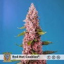 Red Hot Cookies (Sweet Seeds) feminizovaná