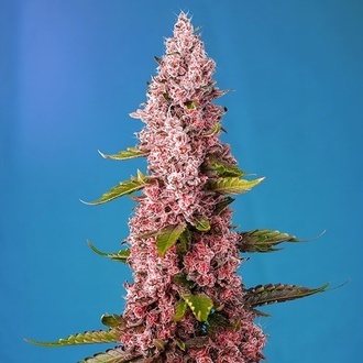Red Hot Muffin (Sweet Seeds) feminizovan&aacute;