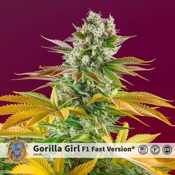 Gorilla Girl - F1 Fast Version (Sweet Seeds) feminizovaná