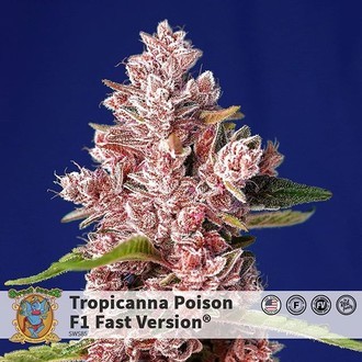 Tropicanna Poison - F1 Fast Version (Sweet Seeds) feminizovaná