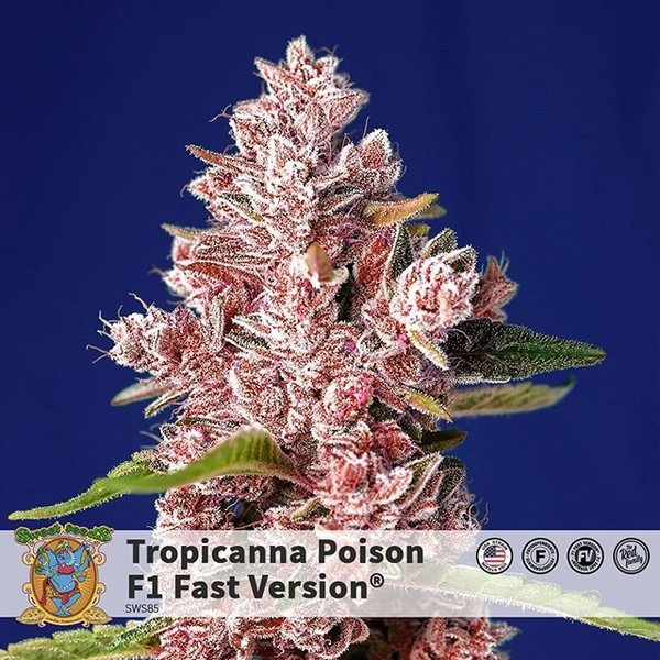 Tropicanna Poison - F1 Fast Version (Sweet Seeds) feminizovaná
