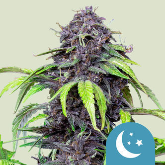 Purplematic CBD Samonakv&eacute;tac&iacute; (Royal Queen Seeds) feminizovan&aacute;