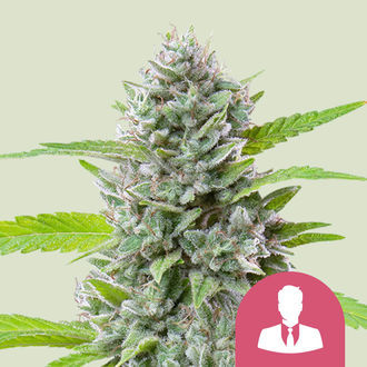 El Patron (Royal Queen Seeds) feminizovan&aacute;