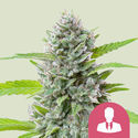 El Patron (Royal Queen Seeds) feminizovaná