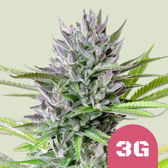 Triple G (Royal Queen Seeds) feminizovan&aacute;