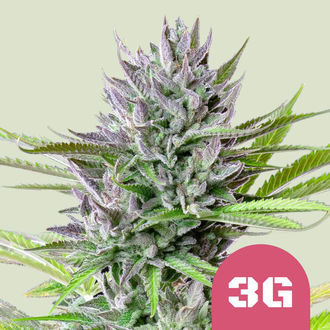 Triple G (Royal Queen Seeds) feminizovan&aacute;