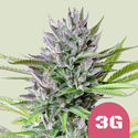 Triple G (Royal Queen Seeds) feminizovaná