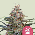 Shogun (Royal Queen Seeds) feminizovaná