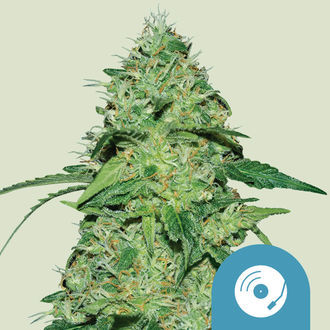 Joanne's CBD (Royal Queen Seeds) Feminizovan&eacute;