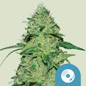 Joanne's CBD (Royal Queen Seeds) Feminizované