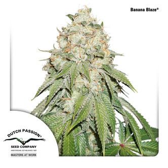 Banana Blaze (Dutch Passion) feminizovan&aacute;